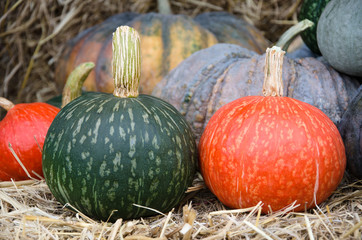 Fresh squash