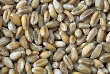Triticum vulgare, Blé