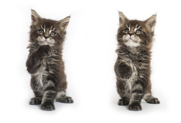 maine coon kittens tabby