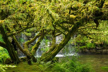Tree covered in moss with waterfall in the background