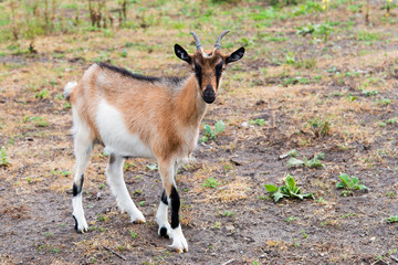 Kinder goat.