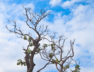 Dead tree branches against blue sky