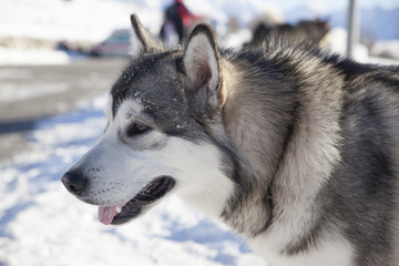 Alaskan Malamute