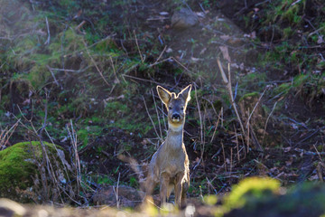 Roe Deer Buck in backlight