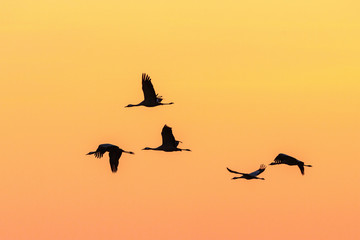 Flock of cranes flying in sunset
