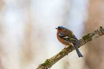 Chaffinch on a tree branch