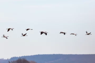 Deurstickers Flock of cranes © Lars Johansson