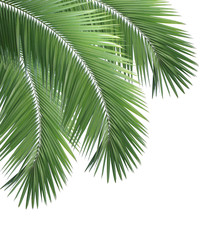 Feuilles de palmier vert isolé sur fond blanc