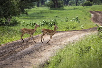 Naklejka na ściany i meble Female impala with young impala. Tarangire National Park - Wildl