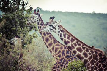 Giraffe on safari wild drive, Kenya.