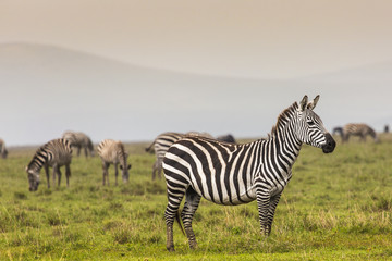 Zebra in National Park. Africa, Kenya