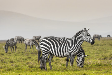 Zebra in National Park. Africa, Kenya