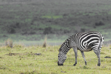 Naklejka premium Zebra in National Park. Africa, Kenya