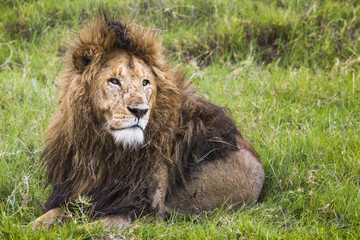 Big Lion in Masai Mara, Kenya.