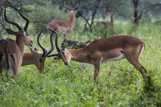 A portrait of a beautiful male impala ram