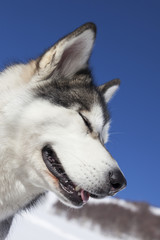 Alaskan Malamute