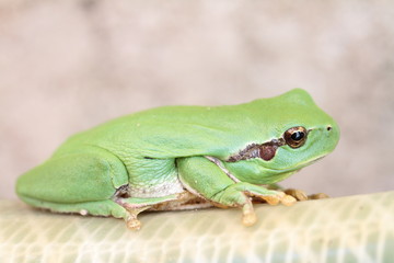 grenouille verte