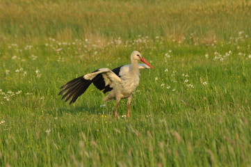 The white stork looking for food in the meadow. Long red legs