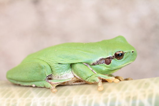 grenouille verte