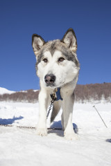 Alaskan Malamute