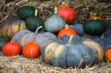Fresh squash