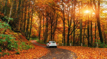 Fototapeta premium car on a forest path