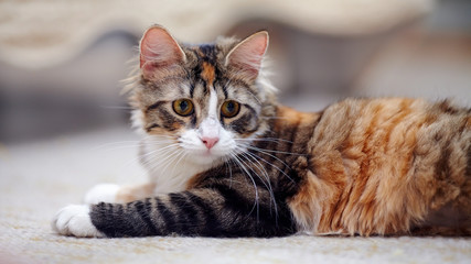 Portrait of a multi-colored cat with yellow eyes.