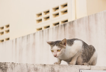 wild cat sitting on the wall ready to move