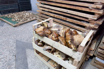 mushroom storage crates