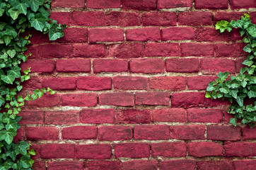 Old brick wall covered in ivy