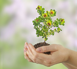 Sapling in hands