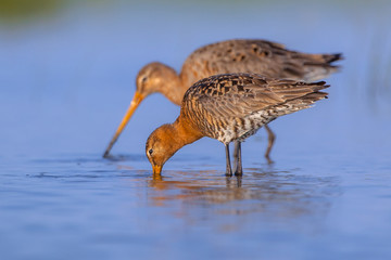 Couple of Black tailed Godwit