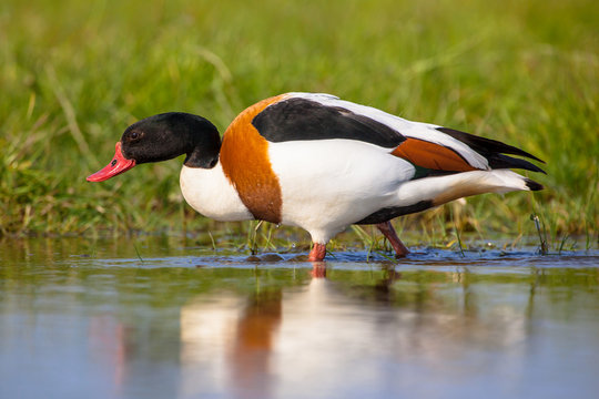 Common shelduck walking water edge