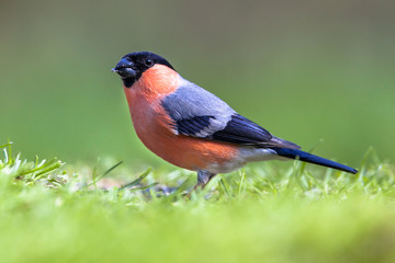 Eurasian Bullfinch