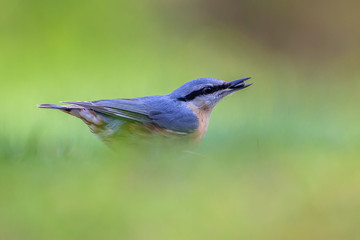 Eurasian Nuthatch