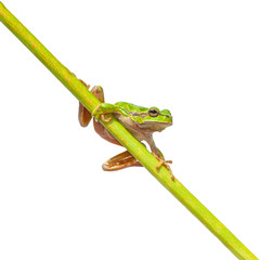Fototapeta premium Green European Tree frog on a long diagonal stick