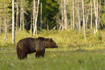 Brown bear in the bog forest background, North Karelia