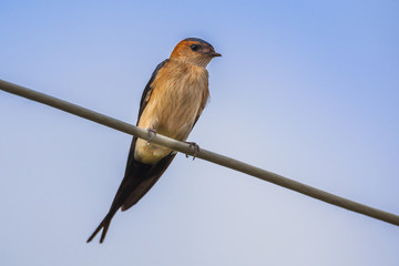 red-rumped swallow