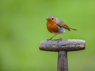 Robin perched on a handle