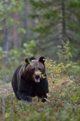 Obraz na płótnie Canvas Bear in the forest, North Karelia, Finland