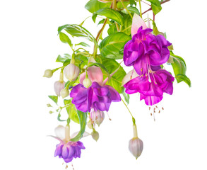 branches lilac fuchsia flower is isolated on white background, `