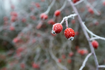 Obraz premium Close up view of frozen autumn berries.