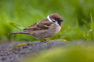 Tree sparrow