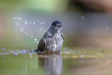 washing Eurasian blackcap
