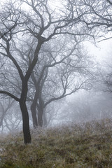 Obraz na płótnie Canvas Vertical view of forest in mist.