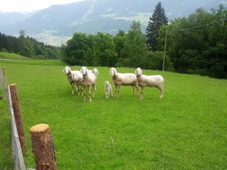 Fototapeta premium Schafe