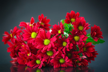 red chrysanthemum