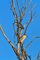 black crowned night heron