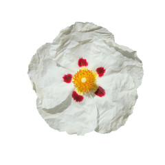 fleur de ciste blanche - obrazy, fototapety, plakaty