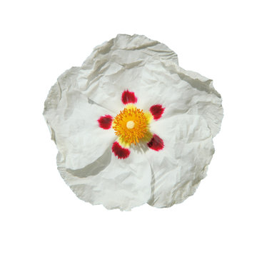 fleur de ciste blanche